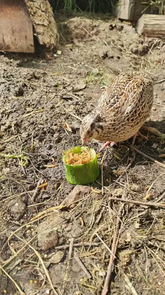 stock image Young laying quail in paradise