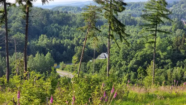 stock image path in the forest near Horn Bad Meinberg