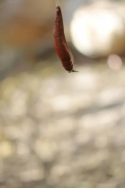 stock image optical phenomenon, snails as rope acrobats in quail enclosure