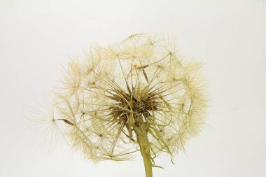 Yulaf kökünün uçuş tohumları