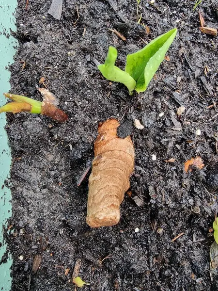 Stock image  curcuma longa leaf and roots in soil