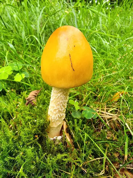 stock image orange-yellow scabbard mushroom in the green