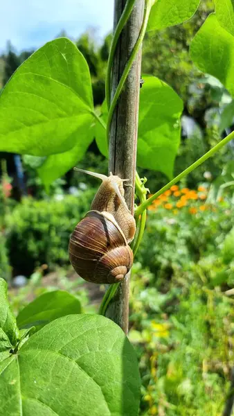 stock image Vineyard snail on the beanstalk