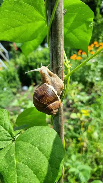 Stock image Vineyard snail on the beanstalk