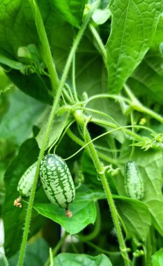 close up of Snack cucumbers clipart