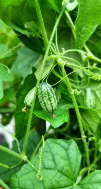 close up of Snack cucumbers clipart