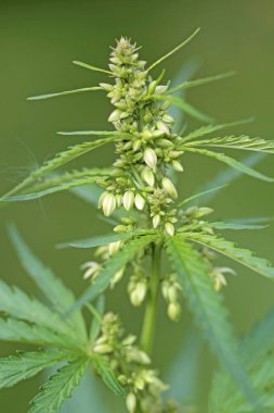 Kenevir bitkisi ve pipoyu kapatın.