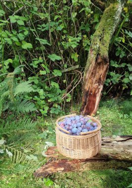 Ekilmiş erikli bir sepet.