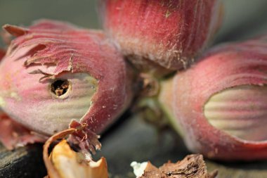 Holes in hazelnuts, drilled by the adult larvae, hazelnut borer clipart