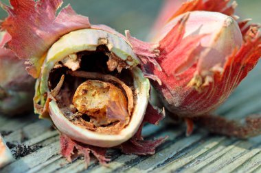 Holes in hazelnuts, drilled by the adult larvae, hazelnut borer clipart