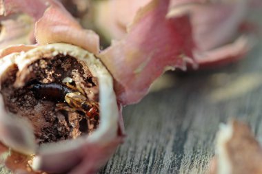 Holes in hazelnuts, drilled by the adult larvae, hazelnut borer clipart