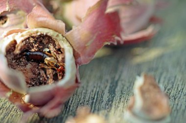 Holes in hazelnuts, drilled by the adult larvae, hazelnut borer clipart