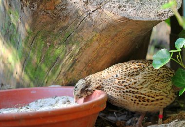  Japon bıldırcını kum banyosunda