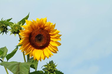 Ayçiçeği Bahçe arı ile