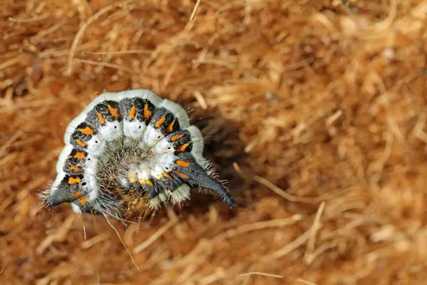 stock image close up of a arrow owl caterpillar 