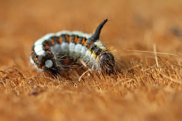 stock image close up of a arrow owl caterpillar 