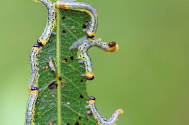 Willow leaf wasp (Nematus pavidus) Larva feeds on leaves of silver willow clipart