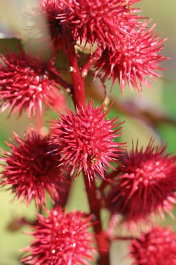 toxic plant, ricinus communis, or castor oil plant clipart