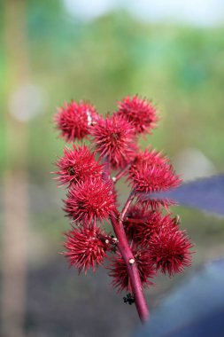 toxic plant, ricinus communis, or castor oil plant clipart