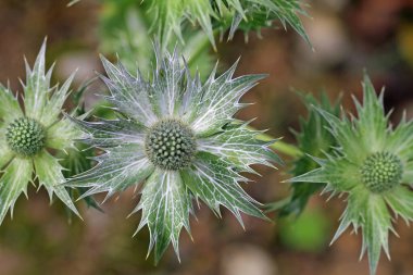  ivory man's thistle, eryngium giganteum clipart