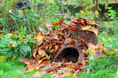 Sonbahar yaprakları yerde, kış uykusuna yatanlar için barınak, doğal bahçeler en iyi kirpi korumasıdır.