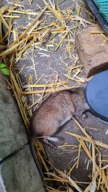  Fare kapanında Norveç faresi