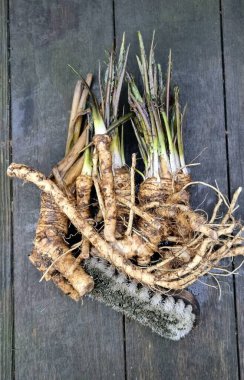 bunch of fresh bio horseradish roots clipart