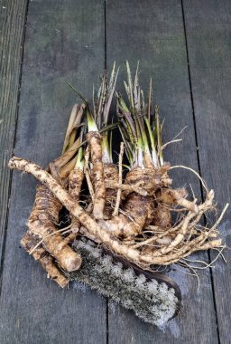Bir demet taze yaban turpu kökü.