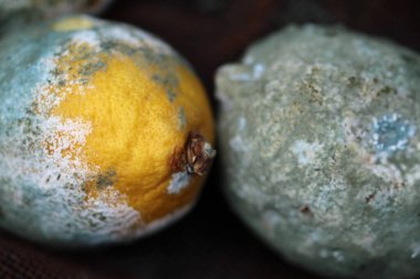 Limonlar atlama davranışlarında küflenir.