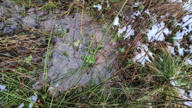 Silver River headwaters between veldrom and Kempen clipart