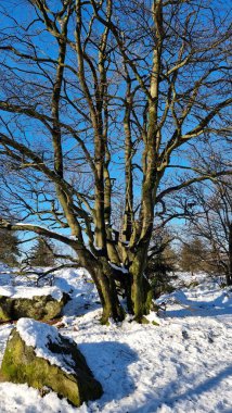 Panoramic photos around the Lippische Velmerstot, northern summit at 441.4 m above sea level clipart