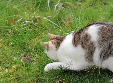 Evcil kedi, içgüdüsel fare avcısı.