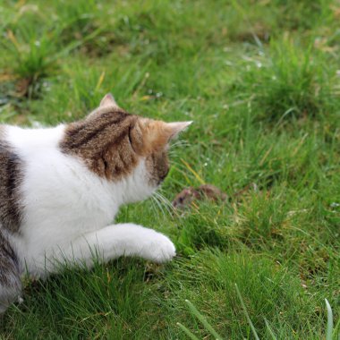 Evcil kedi, içgüdüsel fare avcısı.