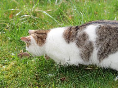 Evcil kedi, içgüdüsel fare avcısı.