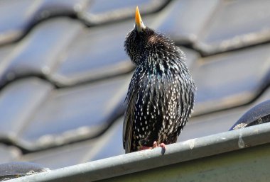 Çatıda bir sığırcık kuşu, konserde Sturnus vulgaris.