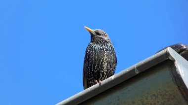 Çatıda bir sığırcık kuşu, konserde Sturnus vulgaris.