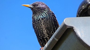 Çatıda bir sığırcık kuşu, konserde Sturnus vulgaris.
