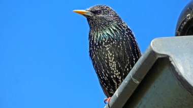 Çatıda bir sığırcık kuşu, konserde Sturnus vulgaris.