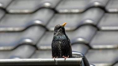 Çatıda bir sığırcık kuşu, konserde Sturnus vulgaris.