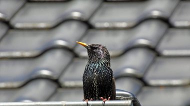 Çatıda bir sığırcık kuşu, konserde Sturnus vulgaris.