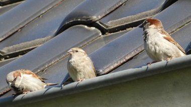 Serçe biraz ara verir.