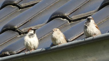 Serçe biraz ara verir.