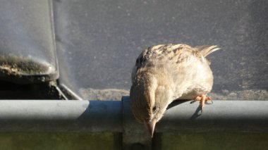 Serçe biraz ara verir.