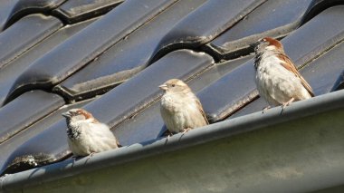 Serçe biraz ara verir.