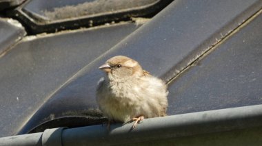 Serçe biraz ara verir.