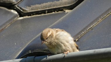 Serçe biraz ara verir.