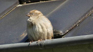 Serçe biraz ara verir.