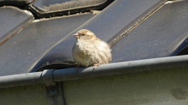 Serçe biraz ara verir.