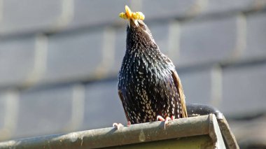 Çatıda bir sığırcık kuşu, konserde Sturnus vulgaris.