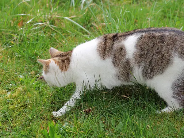 Evcil kedi, içgüdüsel fare avcısı.